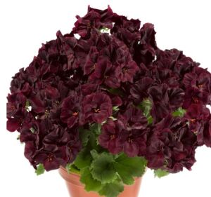 Aristo® Black Velvet Canan Çiçe?i Sardunya Fidesi