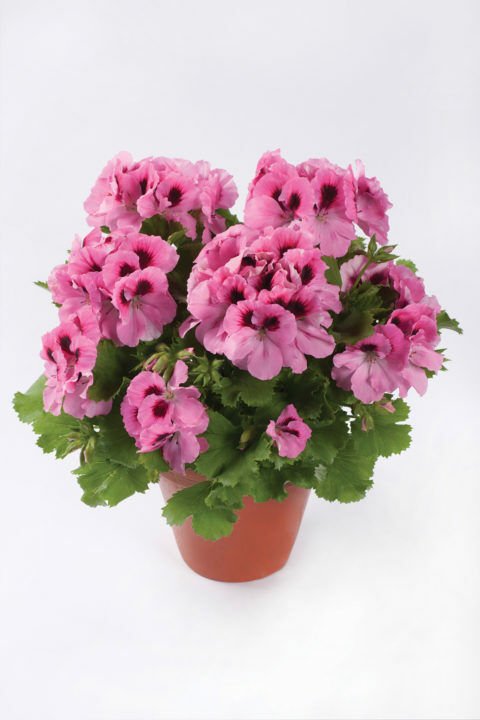 Aristo® Pink Canan Çiçe?i Sardunya Fidesi