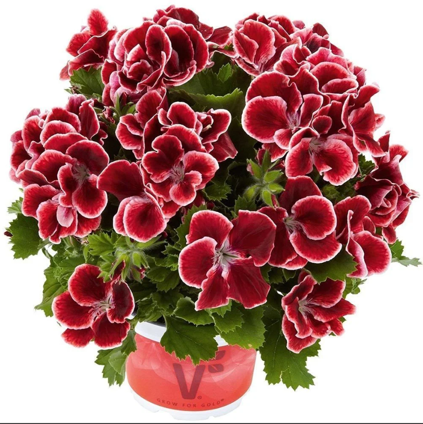 Aristo® Red Beauty Canan Çiçe?i Sardunya Fidesi