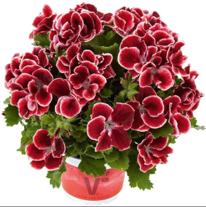 Aristo® Red Beauty Canan Çiçe?i Sardunya Fidesi