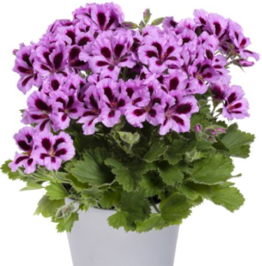 Aristo® Lilac Purple Canan Çiçe?i Sardunya Fidesi