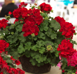 Grandeur® Ivy Deep Red Canan Çiçe?i Sardunya Fidesi