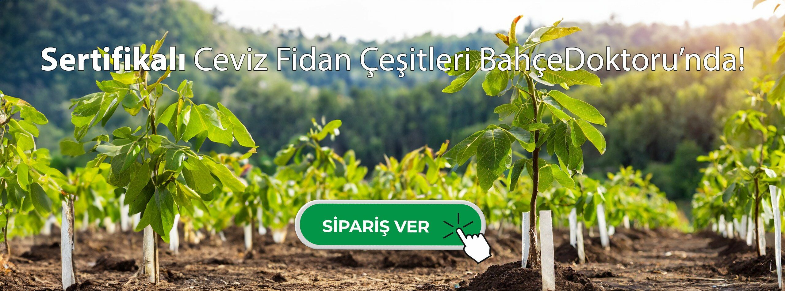 Ceviz Fidanları