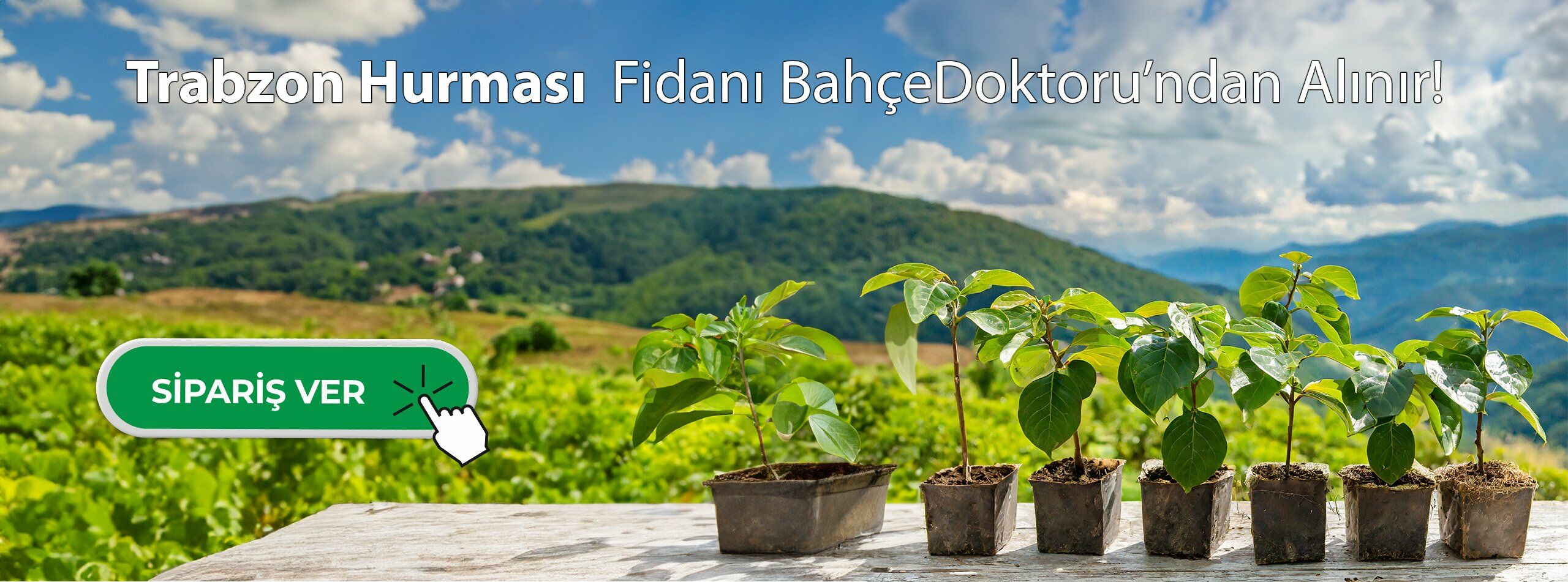 Trabzon Hurması Fidanı